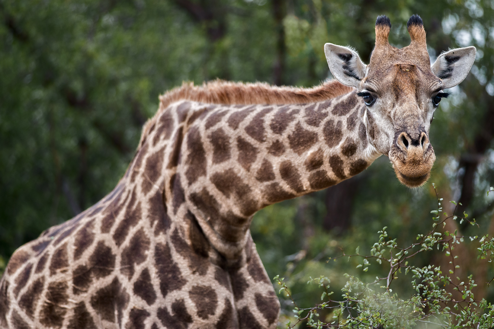 Kruger 778 come oggetto avanzato-1 copia